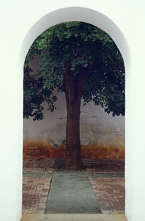 Oaxaca Tree by John Mitchell