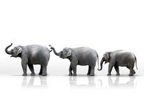 Elefanten Parade  von Werner Dreblow