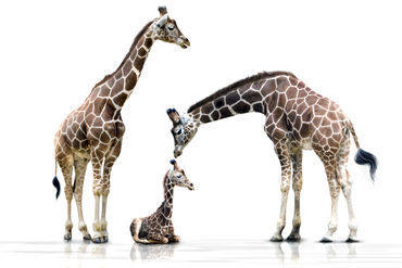 Drei-giraffen-giraffenfamilie