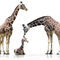 Drei-giraffen-giraffenfamilie