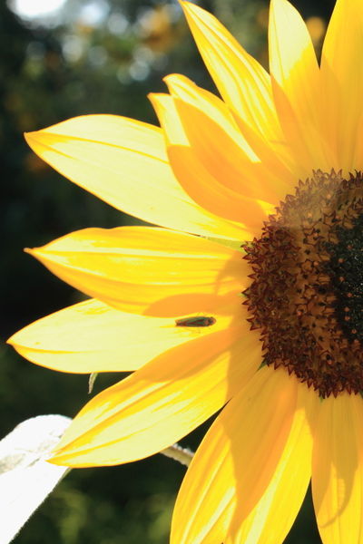 Sunflower-reflexion