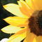 Sunflower-reflexion