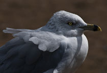 Sea Gull von Robert  Perks
