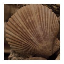 sea shell by ricardo junqueira