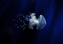 jellyfish by emanuele molinari