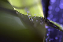 Dew drops by Jerome Moreaux