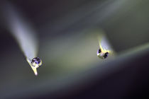 Two drops by Jerome Moreaux