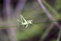 Grasshopper on a spring by Jerome Moreaux