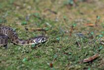 Grass snake (Natrix Maura) by Jerome Moreaux