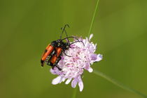 Insect coupling (Leptura cordigera) by Jerome Moreaux
