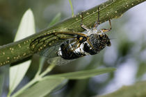 Cicada on a tree by Jerome Moreaux
