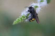 Wild wasp by Jerome Moreaux