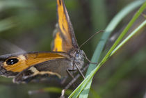 Butterfly von Jerome Moreaux