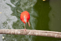 Red ibis by Jerome Moreaux