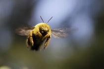 Bumble Bee in Filght von Steven Le Roux
