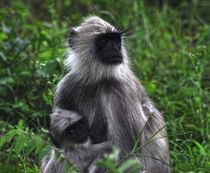 monkey forest by emanuele molinari