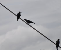 indian crows von emanuele molinari