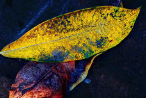 Autumn Leaves von Eye in Hand Gallery