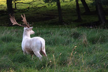 White deer von Falko Follert
