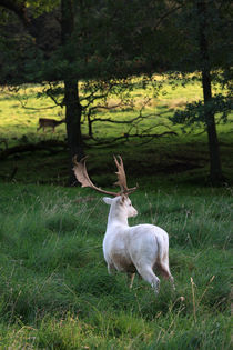 2011 White Deer photo by Falko Follert