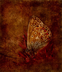 farfalla by paula aguilera