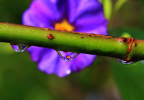 Drops by Wolfgang Dufner