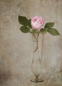 'Nostalgie-Rose' by Franziska Rullert