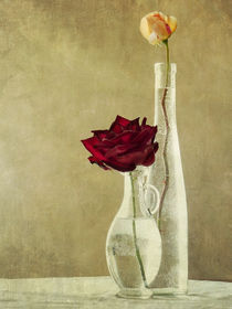 roses by Franziska Rullert