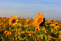 Sonnenblumen by Wolfgang Dufner