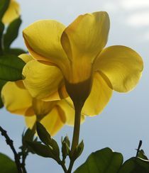 Yellow Flower von NICOLAS RINCON