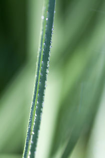 Dew on grass by Jerome Moreaux