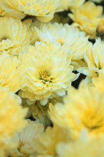 Blumenmeer gelb von Christine Bässler