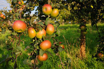 Reife Äpfel am Baum von Bertold Werkmann