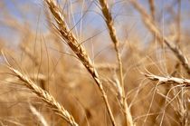 Wheat by John M  Tira