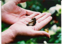 butterfly hands von Rebekah Campbell