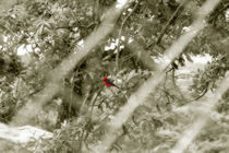 Red bird (INSIDE) by NICOLAS RINCON