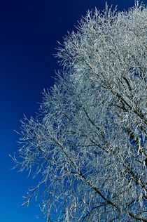 Winter tree Honswijk von Stefan Antoni - StefAntoni.nl