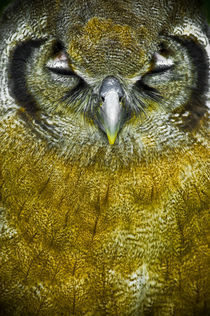 Scops owl by Stefan Antoni - StefAntoni.nl