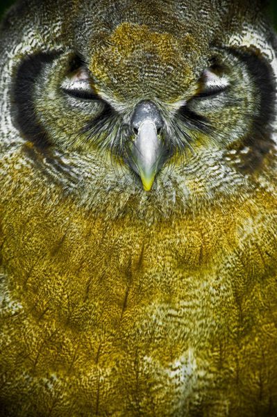 Owls-01