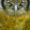 Owls-01