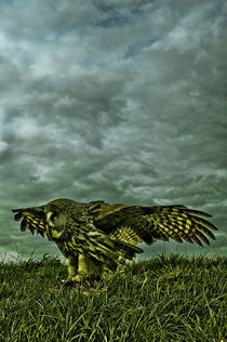 Great grey owl by Stefan Antoni - StefAntoni.nl