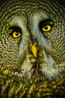 Great grey owl von Stefan Antoni - StefAntoni.nl