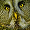 Owls-04