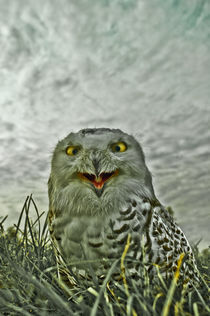 Snowy owl von Stefan Antoni - StefAntoni.nl