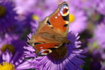 Red butterfly on Aster flower