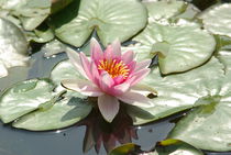 Rose water lilly by Laurence Collard
