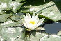 White water lilly by Laurence Collard