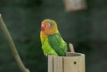 Colorfull bird