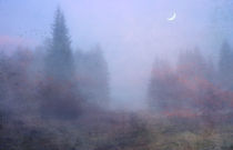 im Nebelwald von Franziska Rullert