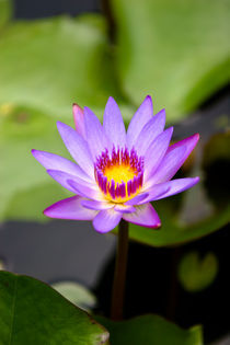 Water Lily by Guy Miller
